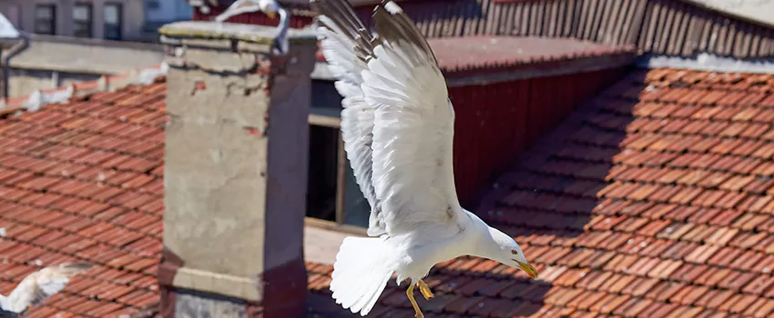 Residential Chimney Animal Removal Solution in Amesbury, MA