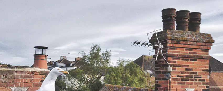 Chimney Cleaning And Restoration in Amesbury, Massachusetts